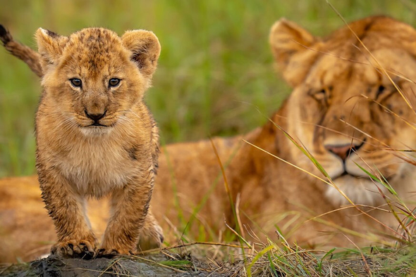День ежа отмечается 2 февраля и имеет древние корни — традиция восходит ещё к Древнему Риму.