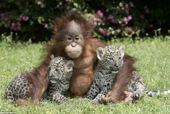 Традиции празднования Рождества 25 декабря в Европе