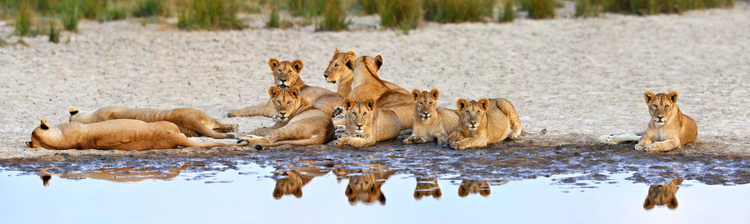 Подпись к обложке