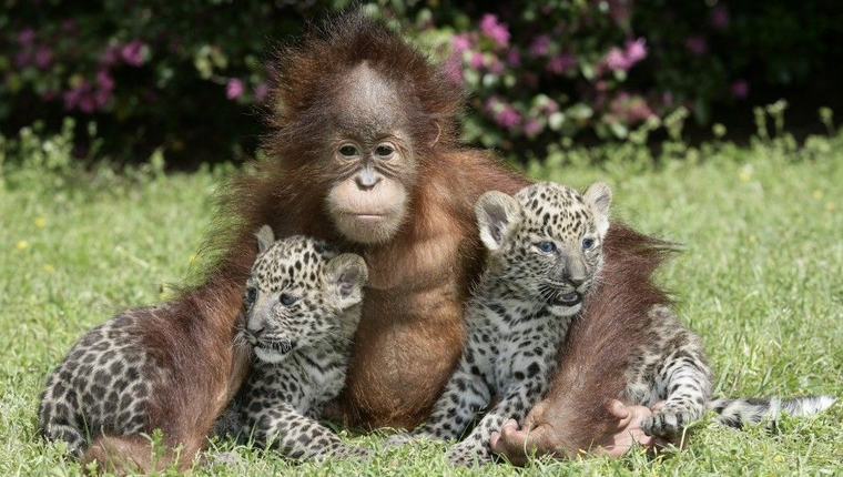 Традиции празднования Рождества 25 декабря в Европе