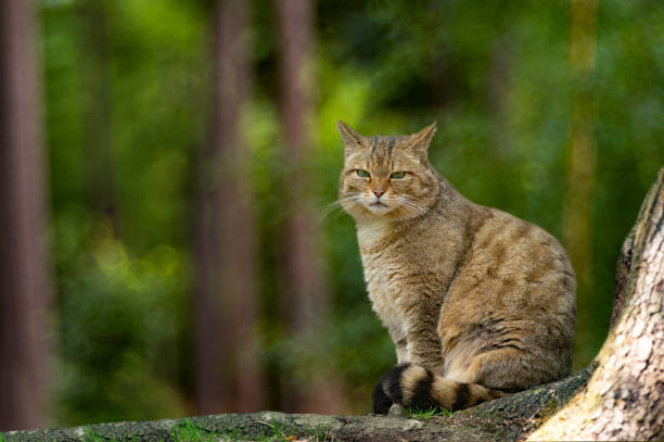 увув